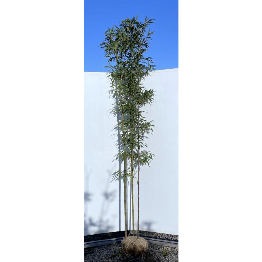 黒竹 株立ち 約2.5m 現品発送 超特大株 植木 苗木 大苗 クロチク シンボルツリー 常緑樹 送料無料 : 大福樹苗園 - 通販 ...