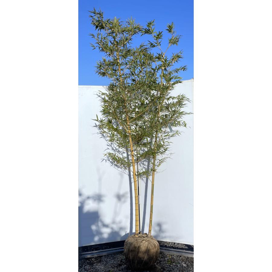 金明孟宗竹 株立ち 約2.5m 現品発送 超特大株 植木苗木大苗 キンメイ