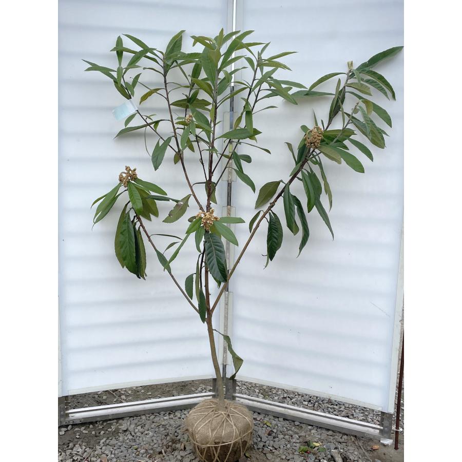 枇杷の木(大苗) ビワの木 長崎早生 約1.5m 現品発送 特大植木苗木 大苗果樹 琵琶の木