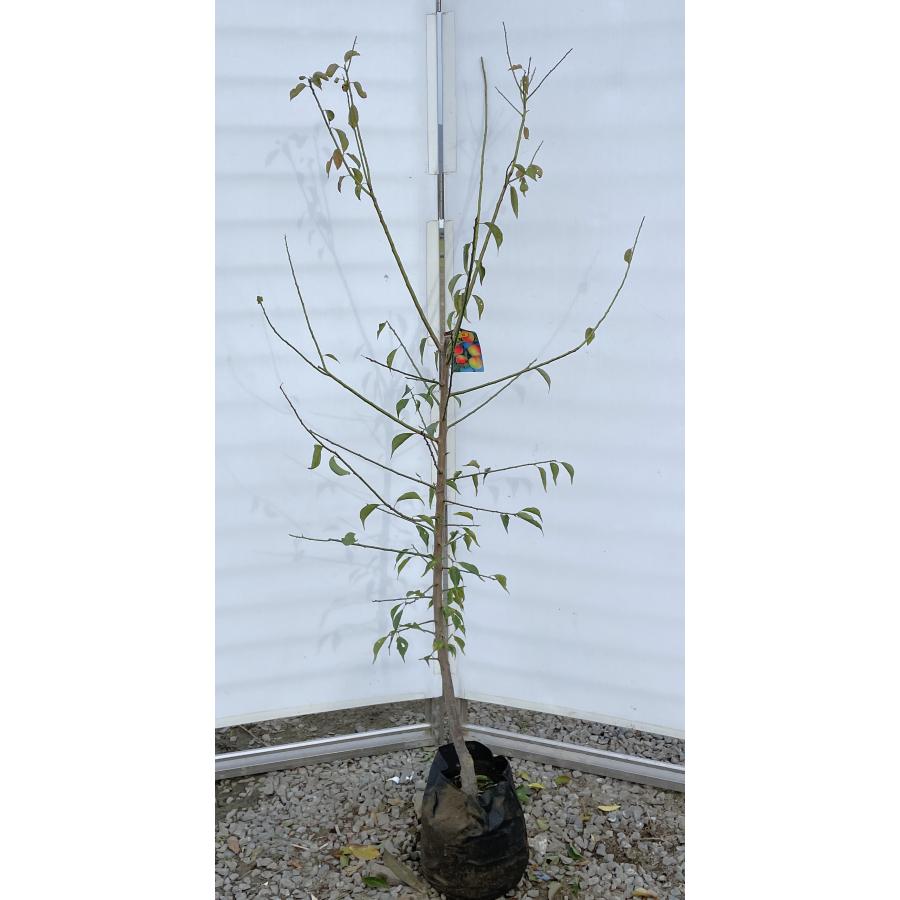 南高梅苗木　大株 南高梅の木 約1.7m 現品発送 特大株 植木苗木大苗 大実梅 花も