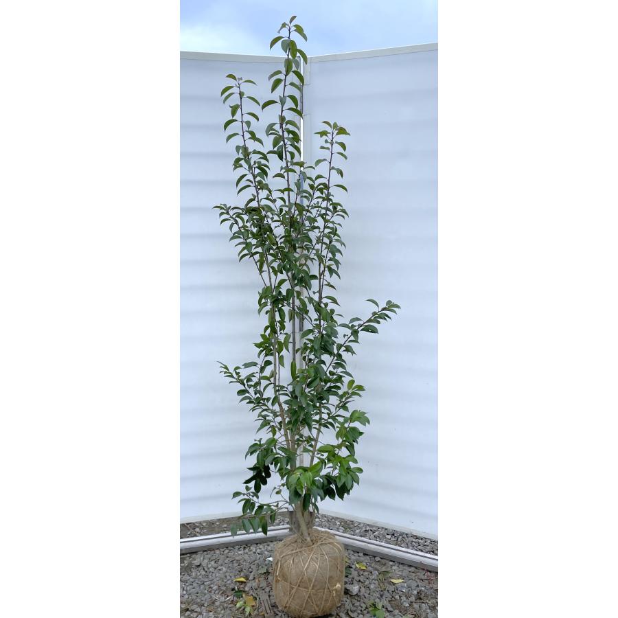 ソヨゴの木 株立ち 約2m 現品発送 美樹形株 特大株 植木苗木 赤い実が成る木 常緑樹 送料無料 : 大福樹苗園 - 通販 - Yahoo ...