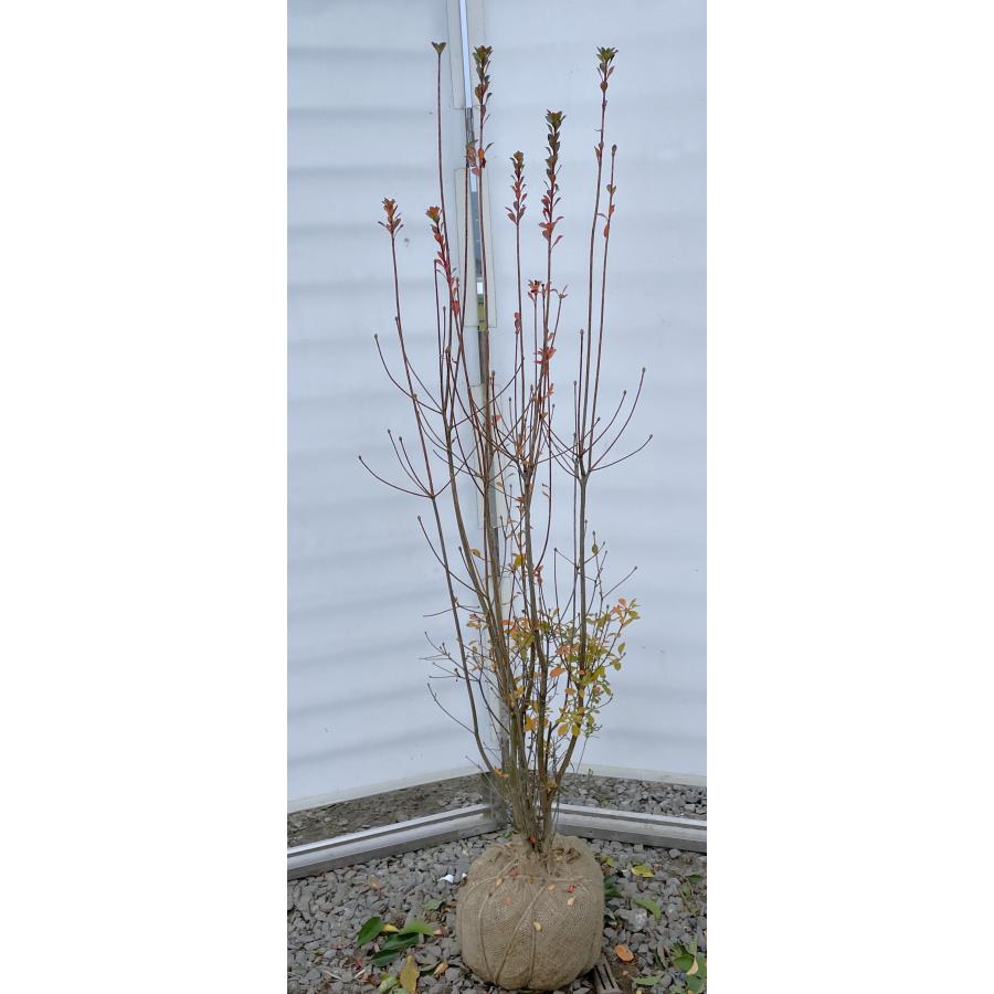 サラサドウダンツツジ 株立ち 約1.5m 現品発送 豪華株 特大植木苗木