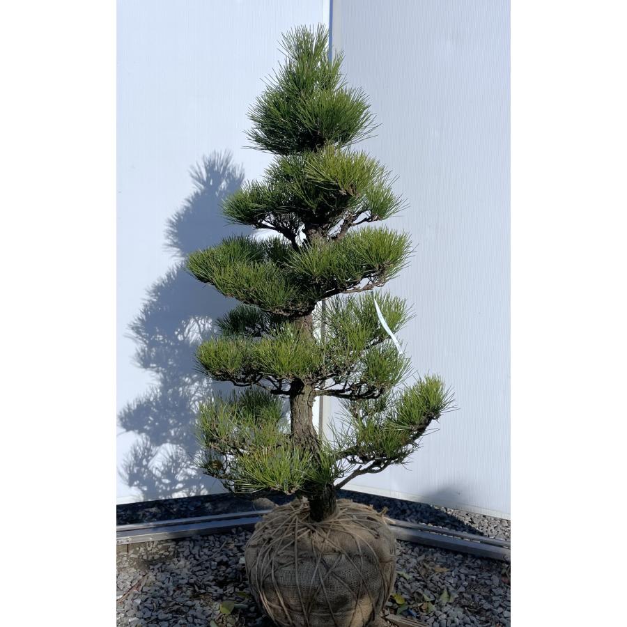 黒松 約1.5m 超特大株 現品発送 一点物 段仕立て 植木 苗木 大苗 黒松 約1.5m 超特大株 現品発送 一点物 段仕立て 植木 苗木 大苗