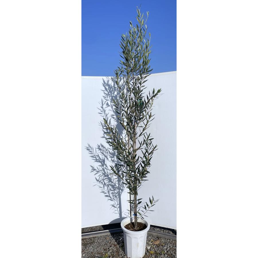 鉢植えオリーブの木 ヒナカゼ 約2.5m 現品発送 超特大株 植木 苗木