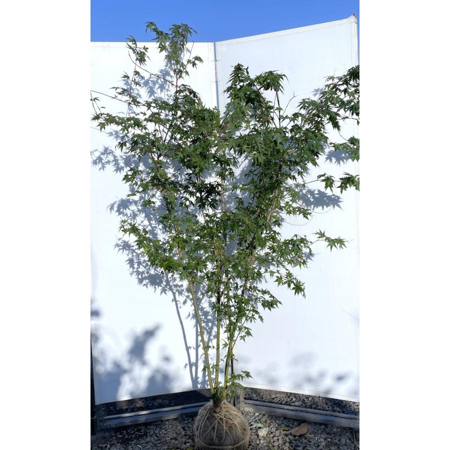 イロハモミジ 株立ち 約2m 現品発送 特大株 植木苗木大苗 いろは紅葉 落葉樹 シンボルツリー 送料無料 : 大福樹苗園 - 通販 ...