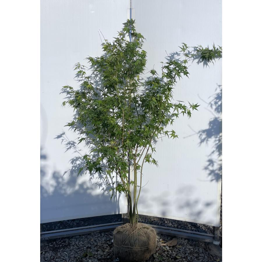 イロハモミジ 6本株立ち 約1.7m 現品発送 豪華株 特大株 植木苗木大苗 いろは紅葉 落葉樹 シンボルツリー 送料無料 : 大福樹苗園 ...