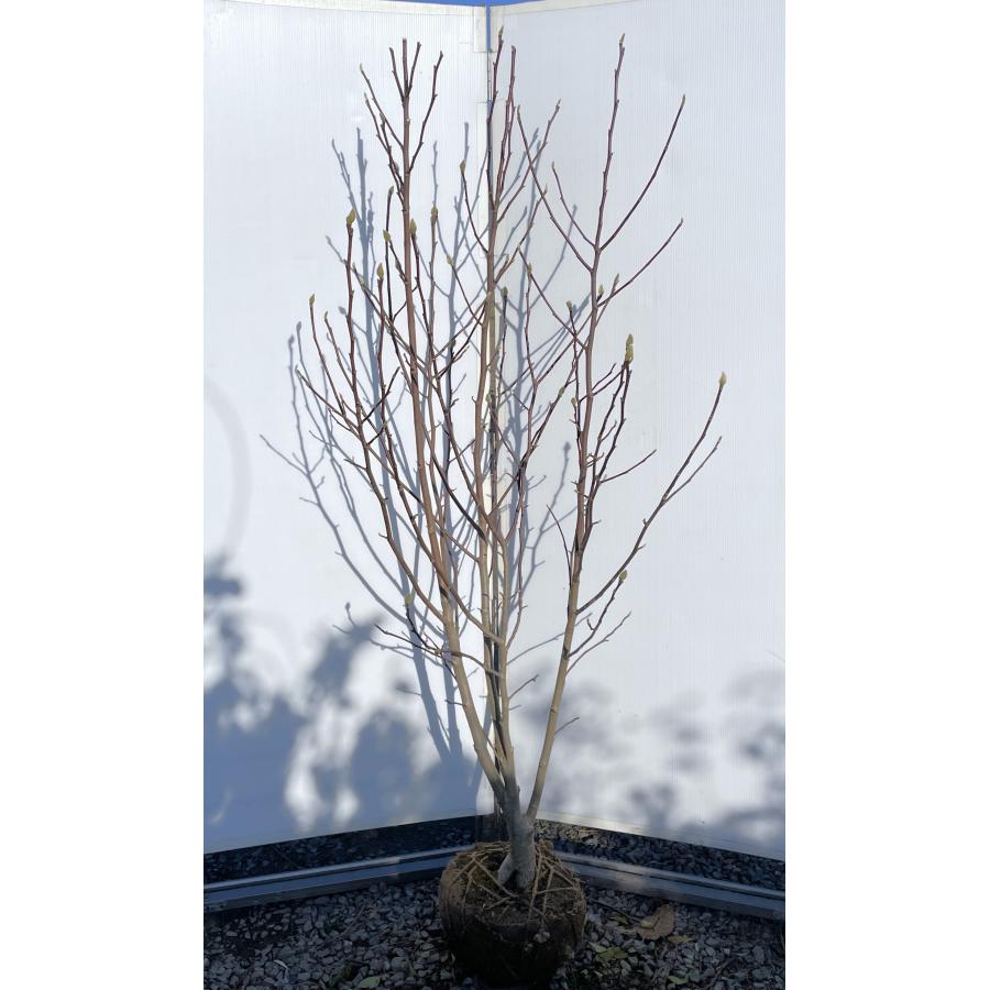 紫花モクレン アレキサンドリア 株立ち 約1.8m 現品発送 特大植木苗木