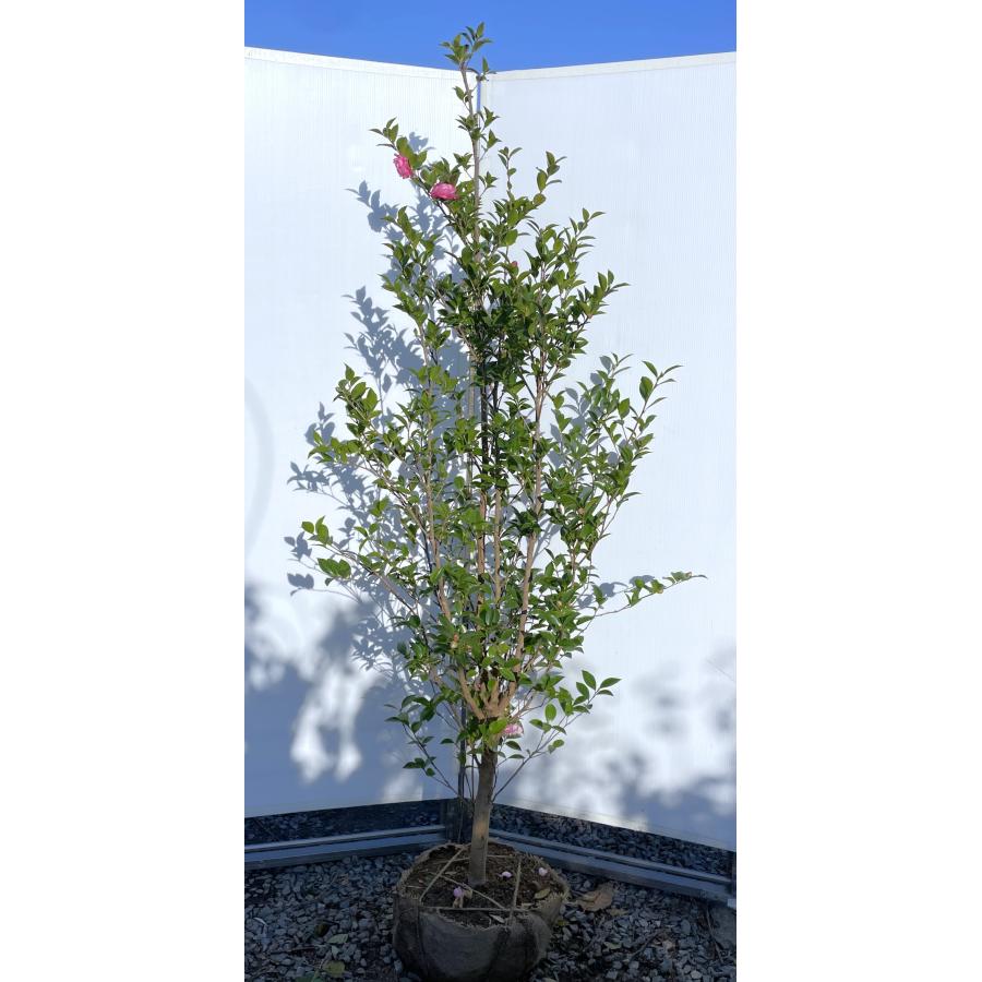 サザンカの木 ゆめか 約2m 現品発送 特大株 八重ピンク花山茶花 植木 苗木 大苗 常緑樹 送料無料 : 大福樹苗園 - 通販 ...