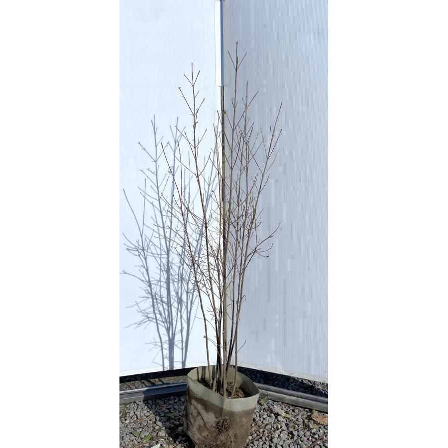 ヤマボウシ 8本株立ち 約1.5m 現品発送 豪華株 植木 苗木 大苗 山法師