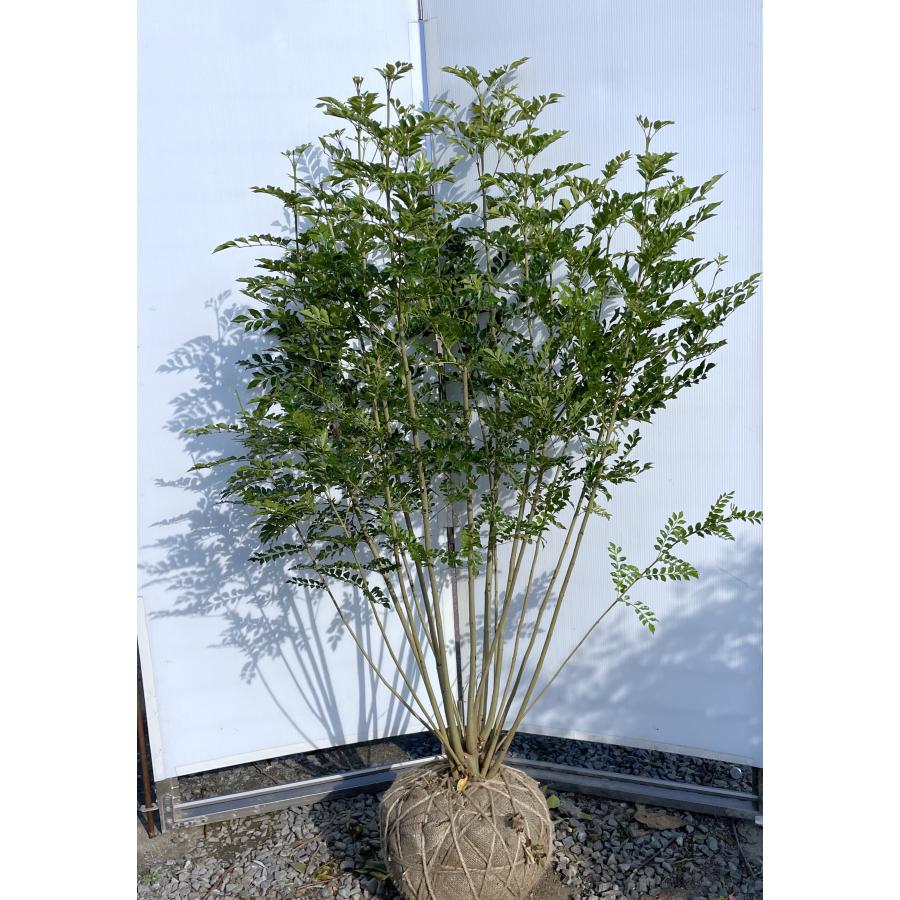 シマトネリコ 13本株立ち 約1.6m 現品発送 一点物 豪華株 特大株 植木
