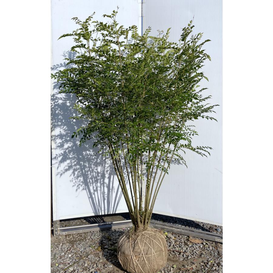 シマトネリコ 20本株立ち 約1.6m 現品発送 一点物 豪華株 特大株 植木 