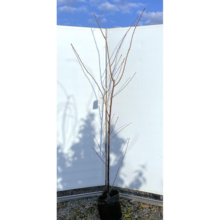 八重緋寒桜 約2.1m 現品発送 紅桜 ヤエカンヒザクラ 八重咲き寒緋桜