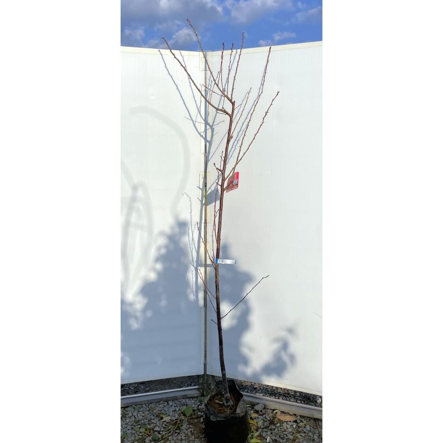 八重緋寒桜 約2.4m 現品発送 超特大株 紅桜 ヤエカンヒザクラ