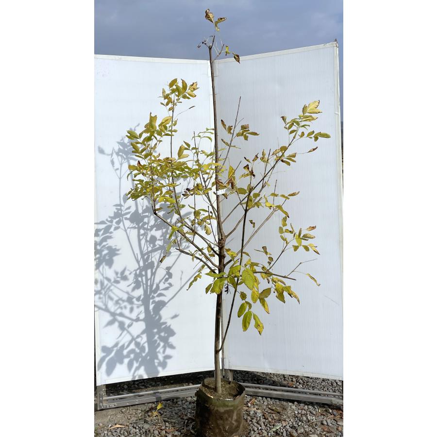 黄金アオダモ 約1.9m 現品発送 超特大株 植木 苗木 大苗 黄色い 黄金アオダモ 約1.9m 現品発送 超特大株 植木 苗木 大苗 黄色い