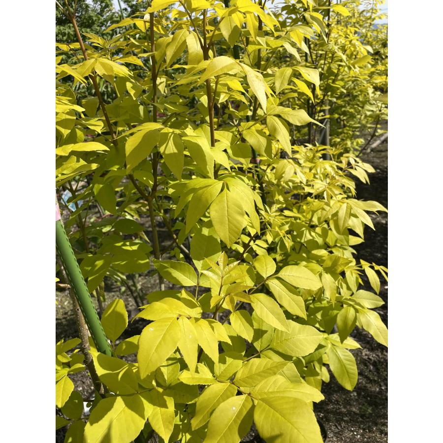 黄金アオダモ 約1.9m 現品発送 超特大株 植木 苗木 大苗 黄色い 黄金アオダモ 約1.9m 現品発送 超特大株 植木 苗木 大苗 黄色い