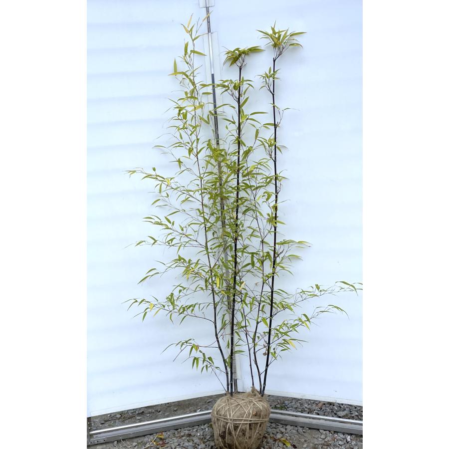 黒竹 5本株立ち 約1.7m 現品発送 特大株 植木苗木大苗 クロチク シンボルツリー 常緑樹 送料無料 : 大福樹苗園 - 通販 ...