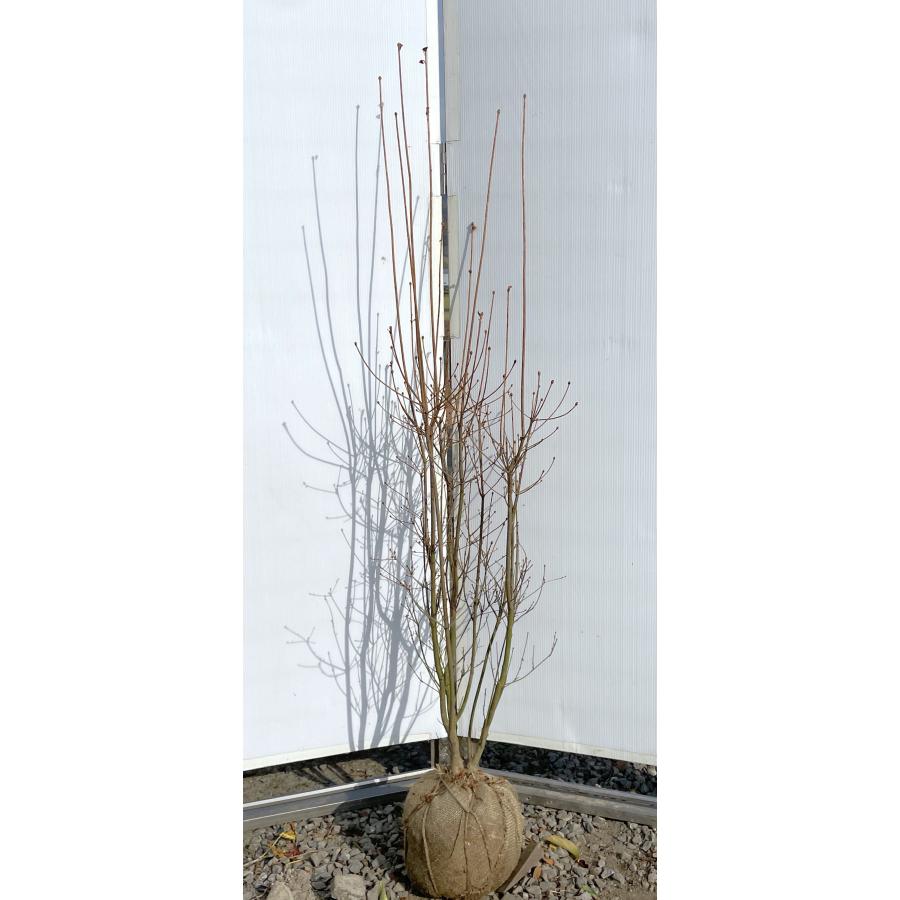 サラサドウダンツツジ 株立ち 約1.6m 現品発送 豪華株 特大植木苗木