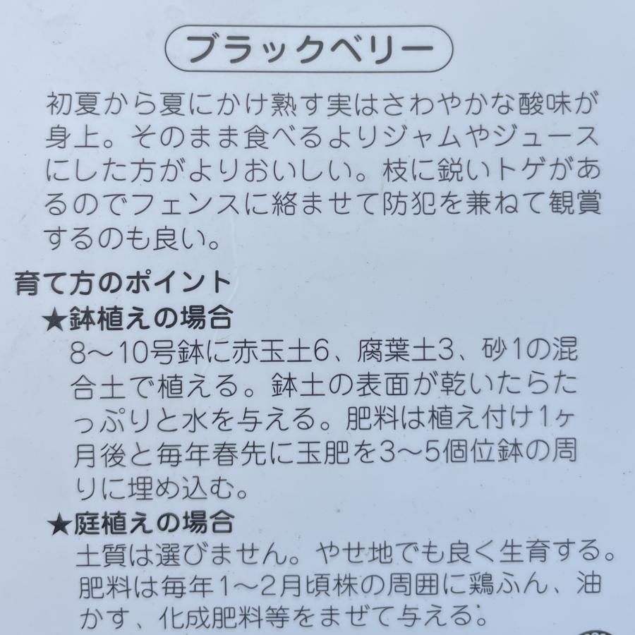 トゲ無しブラックベリー　ロイヤルクラウン　約５ｍ　現品発送　木イチゴ　特大株　植木　苗木　大苗　果樹　送料無料　｜daifukujyubyou｜03