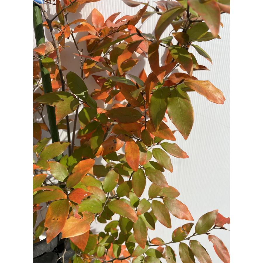 超逸品。山採りヤマコウバシ2.3M(鉢底から) 幅1.0M 超逸品。山採りヤマコウバシ2.3M(鉢底から) 幅1.0M - メルカリ