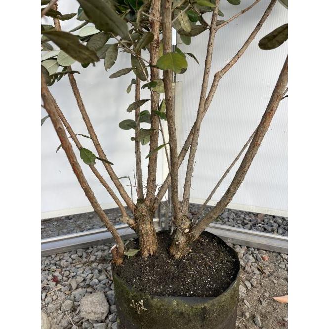 フェイジョア 8本株立ち 約1.5m 現品発送 豪華株 植木 苗木 フェイジョア 8本株立ち 約1.5m 現品発送 豪華株 植木 苗木