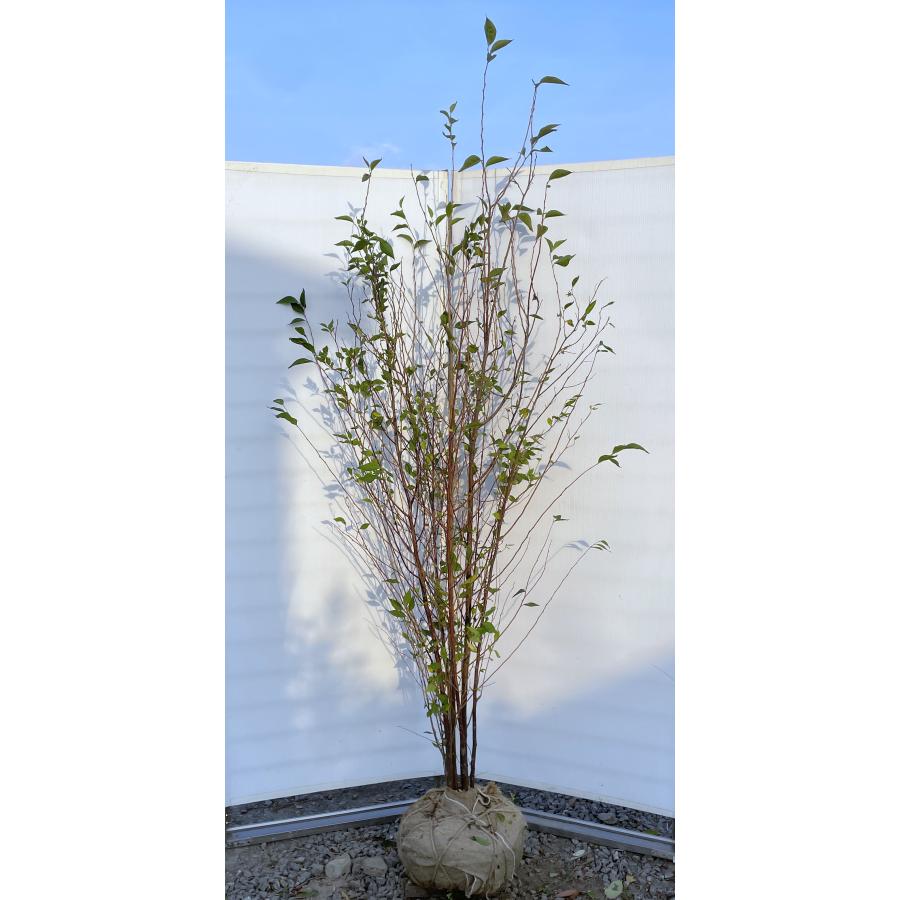 エゴの木 6本株立ち 約2.1m 現品発送 豪華株 特大株植木苗木大苗