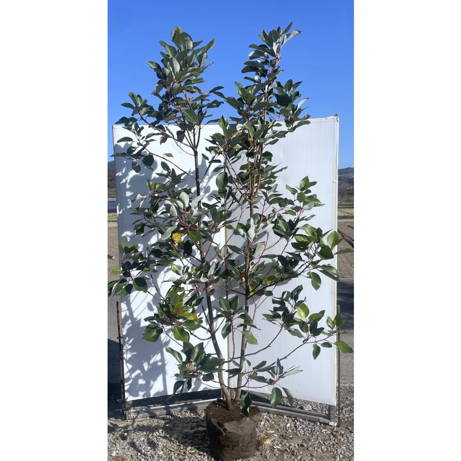 ロドレイアの木 株立ち 約2．3m 現品発送 特大株 植木苗木大苗