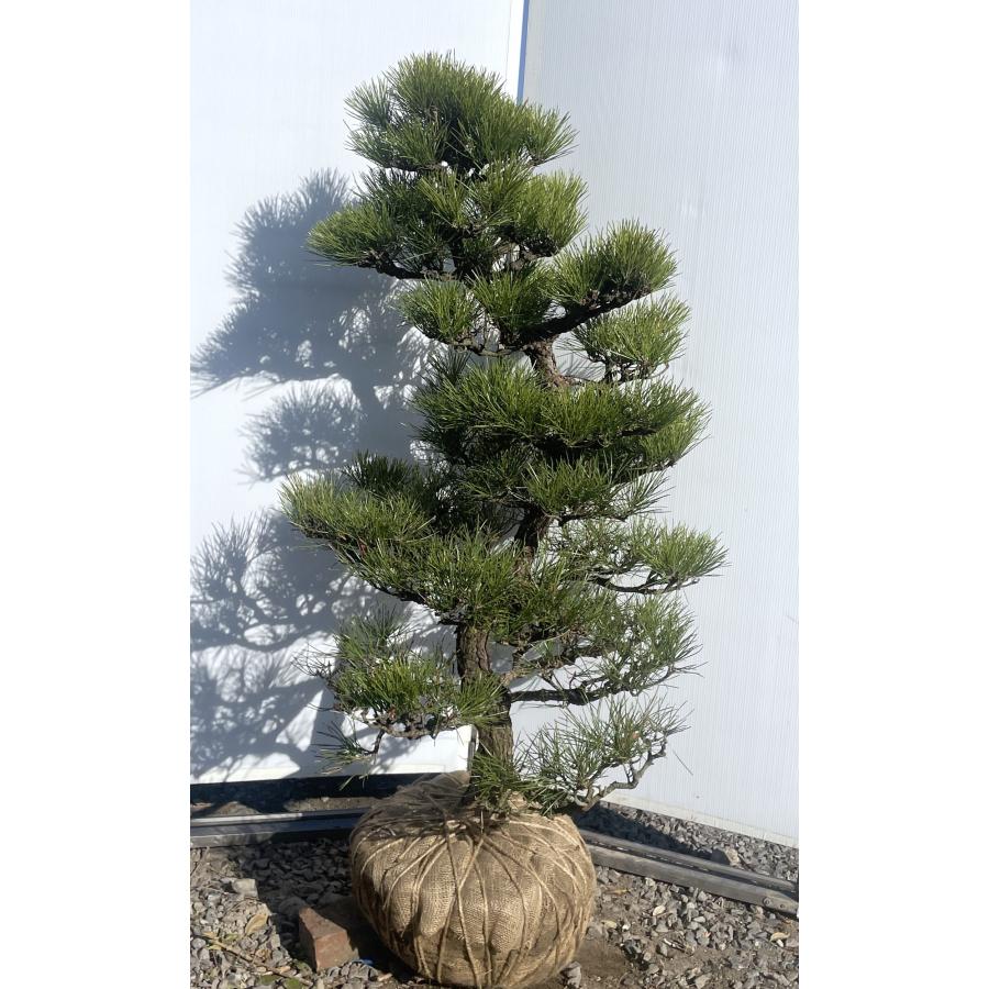 黒松 クロマツ 庭木 ◆ 近畿地方限定送料無料 黒松 クロマツ 庭木 ◇ 近畿地方限定送料無料