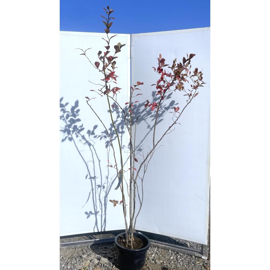 ブルーベリー ホームベル 株立ち 約1.9m 特大株 植木 苗木 大苗