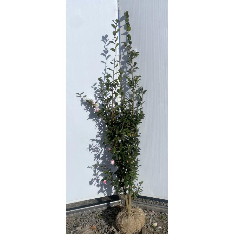 朝倉サザンカ 約1.7m 現品発送 特大株 八重花 薄ピンク花