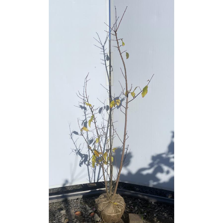 満月ロウバイ 株立ち 約1.7m 現品発送 超特大株 植木苗木大苗 満月