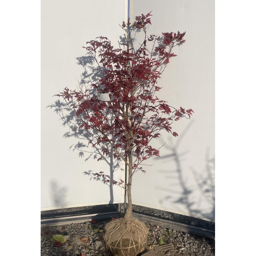 アリアドネもみじ 約1.5m 現品発送 特大株 植木 苗木 大苗 希少な赤葉