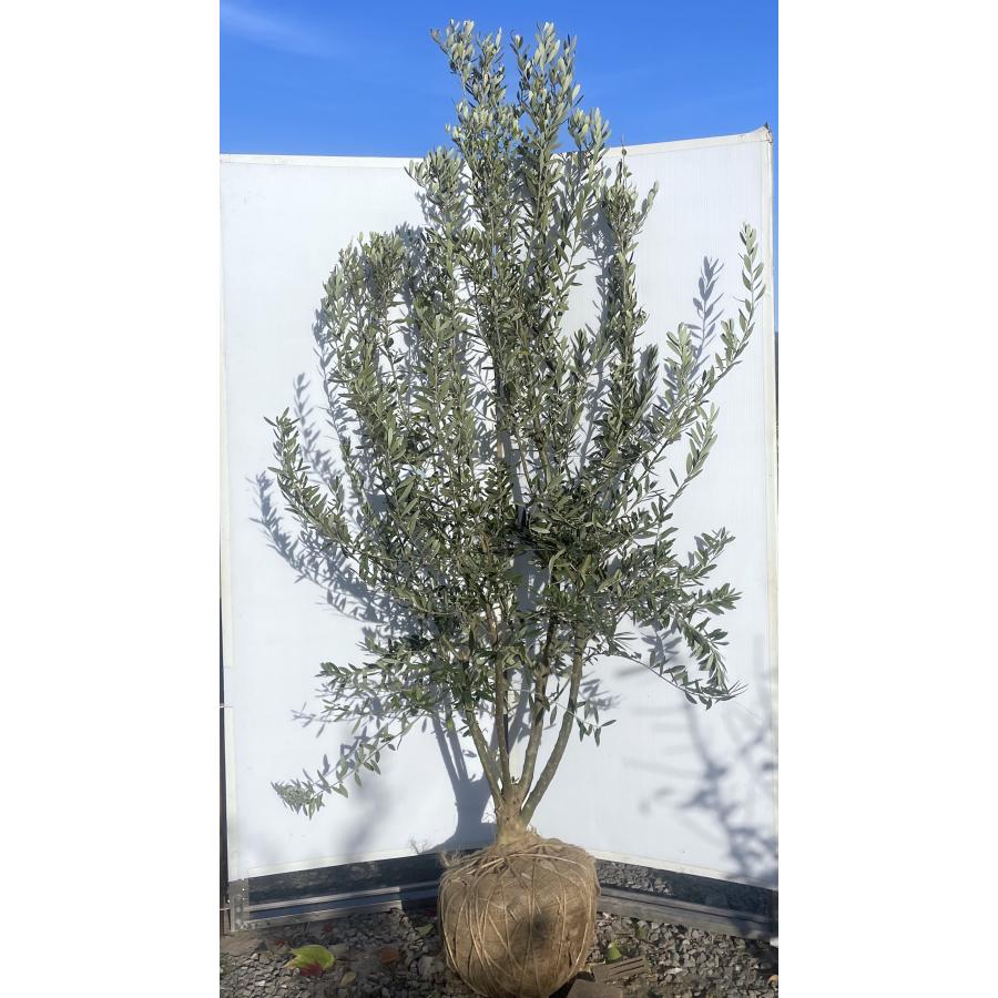 オリーブ シプレッシーノ(3〜4メートル)