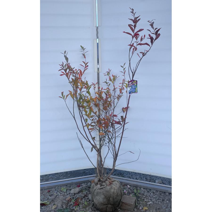 ブルーベリー ビックオースチン 株立ち 約1.5m 現品発送 特大植木苗木 