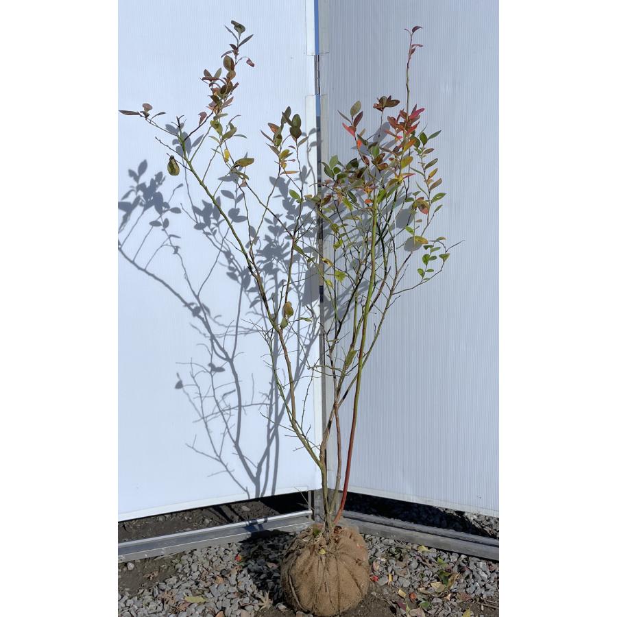 ブルーベリー ミスティ 株立ち 約1.4m 現品発送 植木苗木大苗 