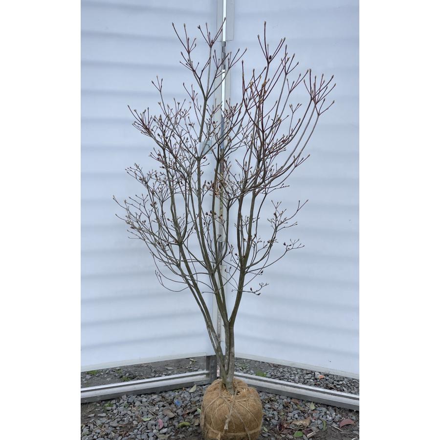 白花ミツバツツジ 株立ち 約1.4m 現品発送 特大植木苗木 白三つ葉