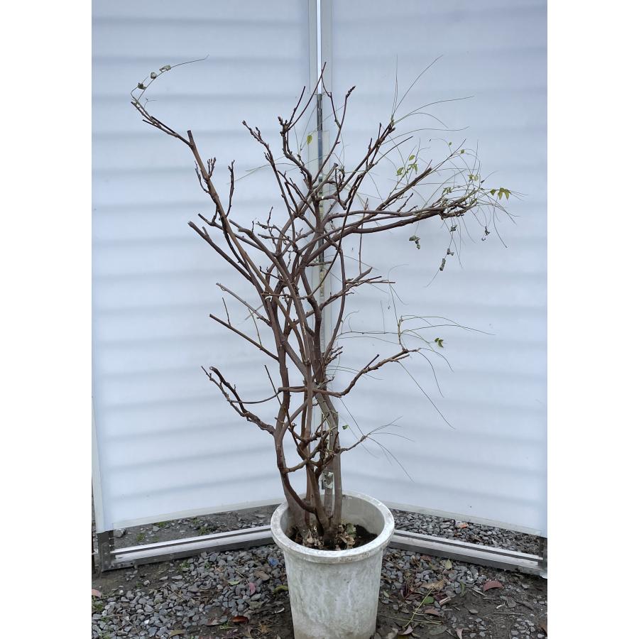 藤の木 白花 約1.5m 現品発送 植木 苗木 フジ 藤の花 落葉樹 送料無料
