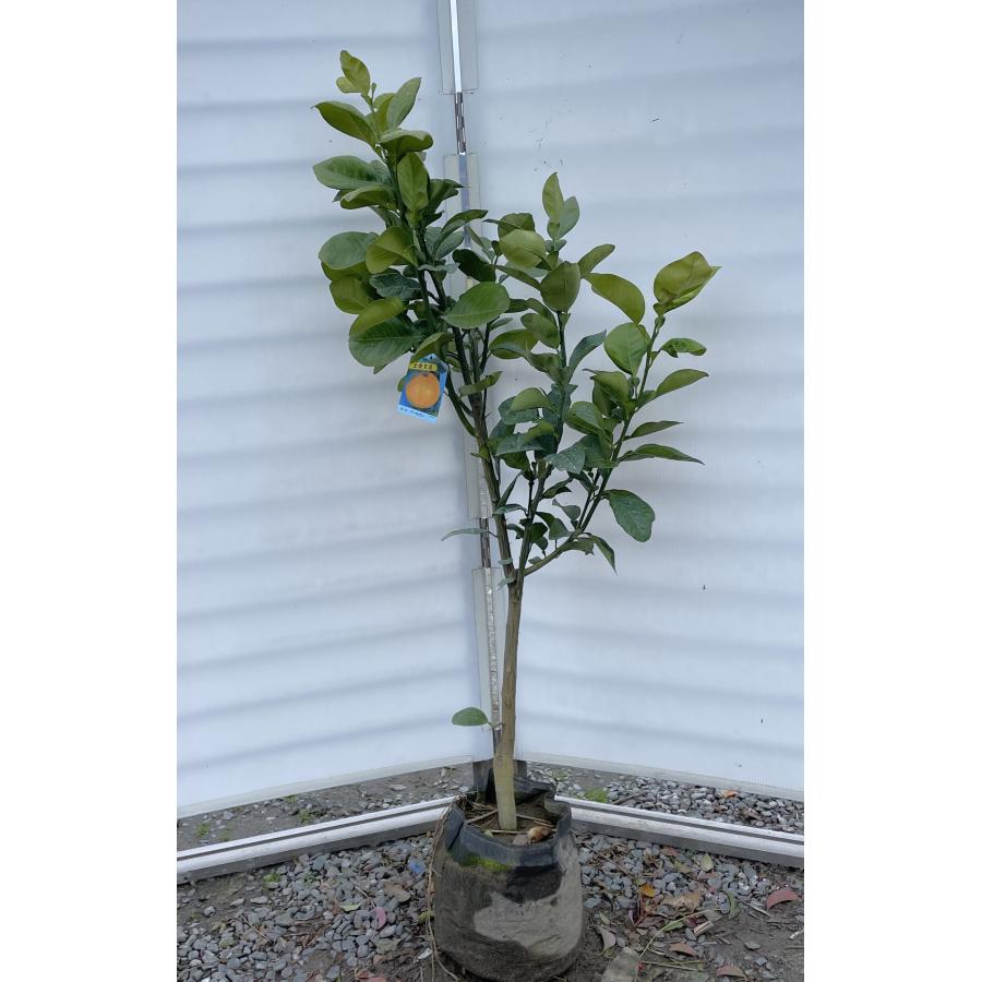 土佐文旦 約1.4m 現品発送 特大株 植木苗木大苗 パール柑 とさ 土佐文旦 約1.4m 現品発送 特大株 植木苗木大苗 パール柑 とさ