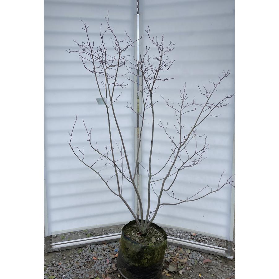 ジューンベリー 株立ち 約1.7m 現品発送 特大植木苗木 ラマルキー