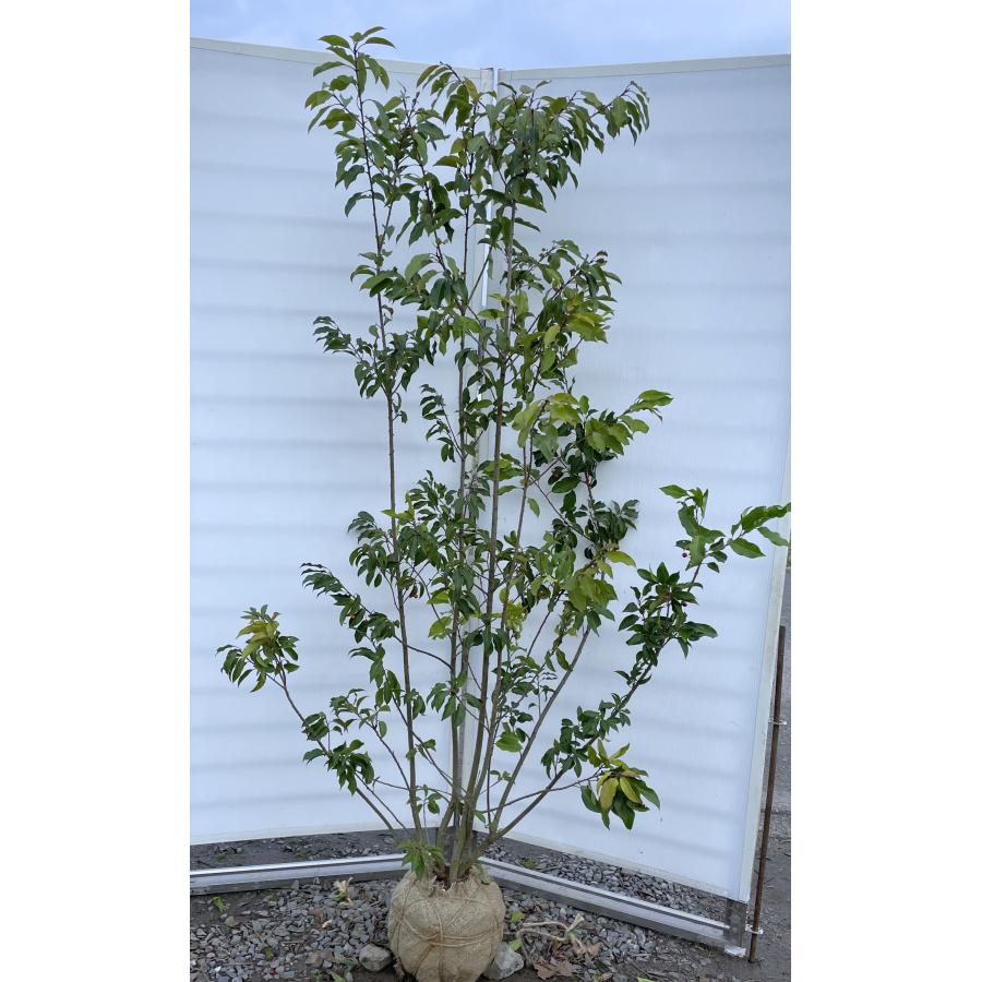 ソヨゴの木 6本株立ち 約1.9m 現品発送 特大株 植木苗木 赤い実が成る木 常緑樹 送料無料 : 大福樹苗園 - 通販 - Yahoo ...