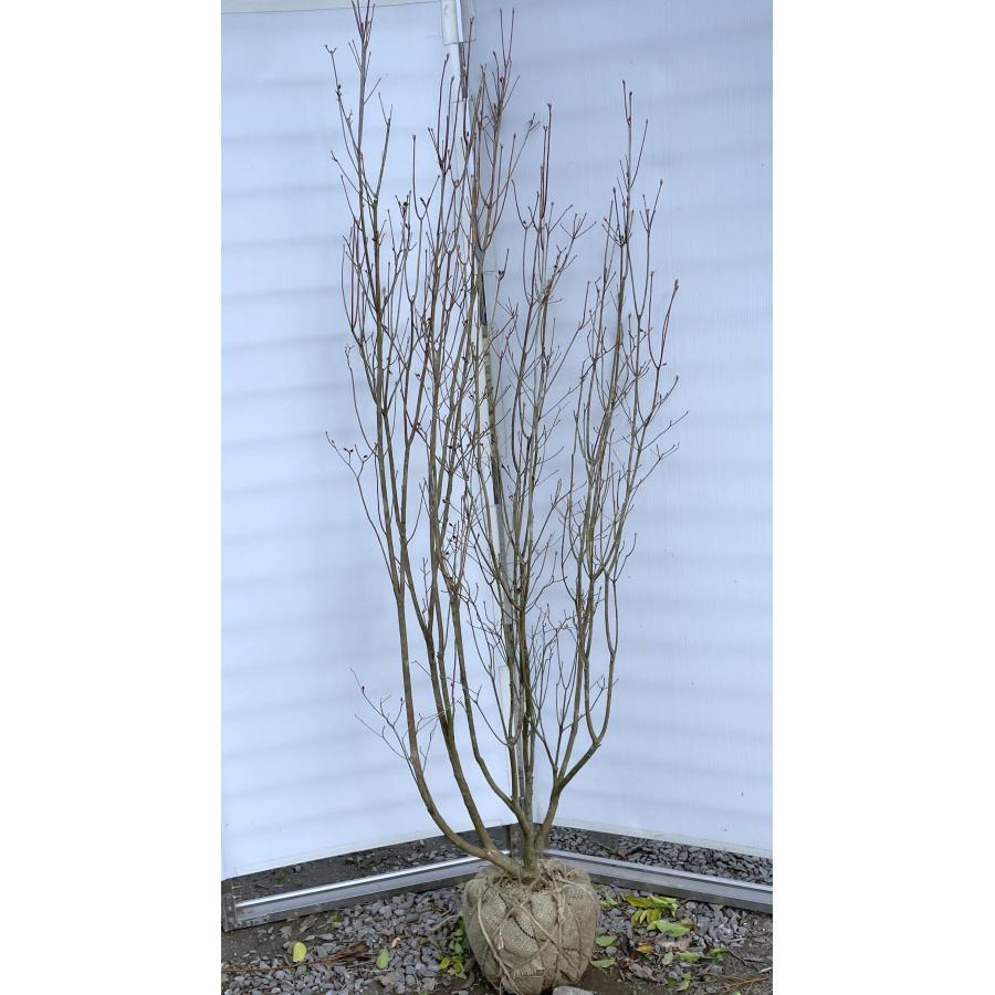 ミツバツツジ 株立ち 約1.9m 現品発送 豪華株 特大株 大苗植木苗木 