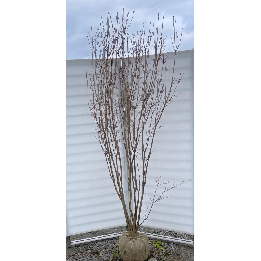 ミツバツツジ 6本株立ち 約2.4m 現品発送 豪華株 特大株 大苗植木苗木