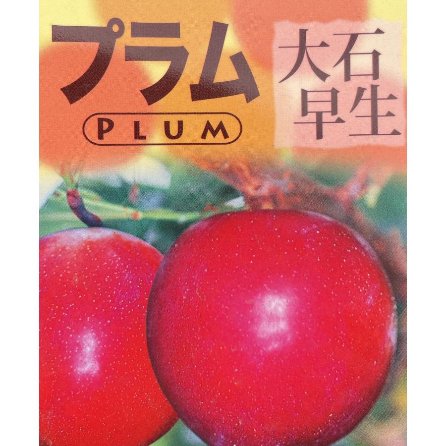 スモモの木　大石早生　約2.2ｍ　現品発送　特大株　プラムの木　植木　苗木　大苗　果樹　送料無料｜daifukujyubyou｜02