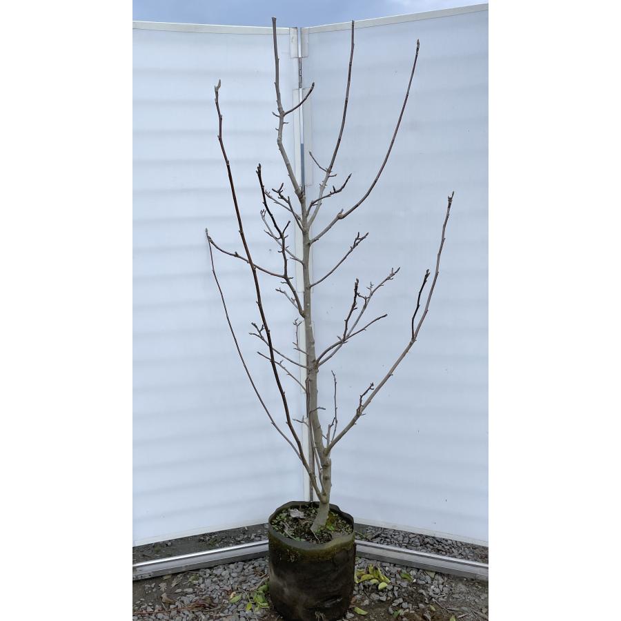 黄花モクレン イエローバード 約1.9m 特大株 植木 苗木 大苗 黄 黄花モクレン イエローバード 約1.9m 特大株 植木 苗木 大苗 黄