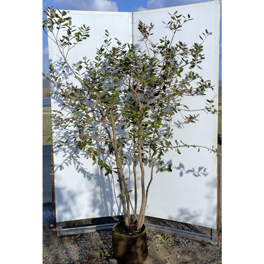 フェイジョア 5本株立ち 約1.8m 現品発送 豪華株 植木 苗木 フェイジョア 5本株立ち 約1.8m 現品発送 豪華株 植木 苗木