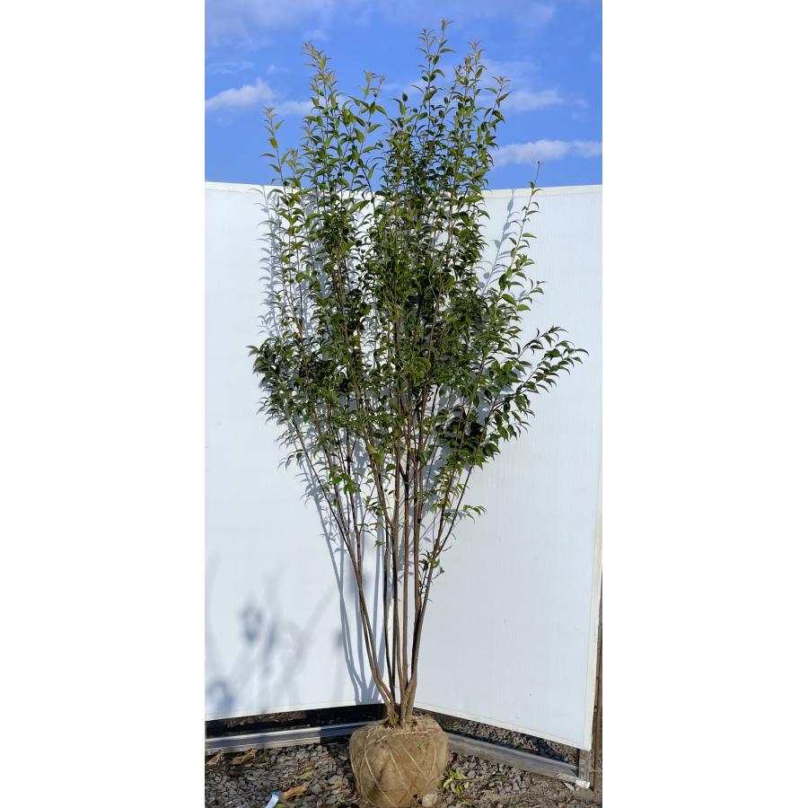 ハイノキ 7本株立ち 約2.4m 現品発送 一点物 豪華株 超特大株 植木苗木大苗 灰の木 常緑樹 シンボルツリー 送料無料 : 大福樹苗園 ...