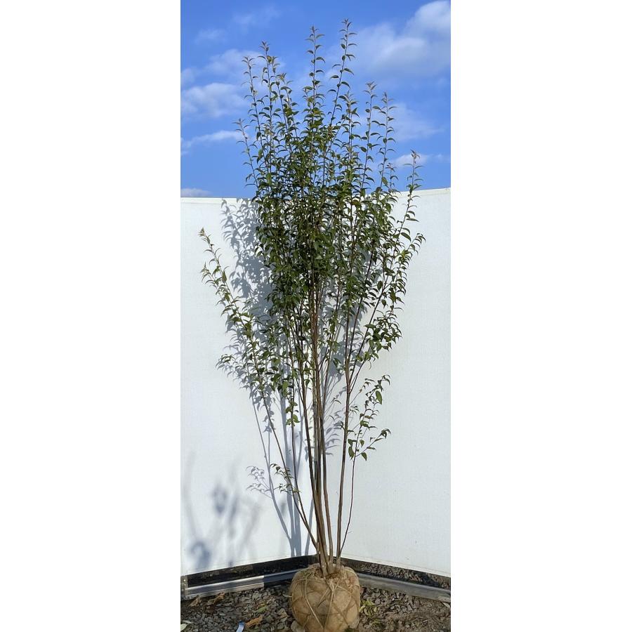 ハイノキ 6本株立ち 約2.5m 現品発送 一点物 超特大株 植木苗木大苗 灰の木 常緑樹 シンボルツリー 送料無料 : 大福樹苗園 - 通販 ...