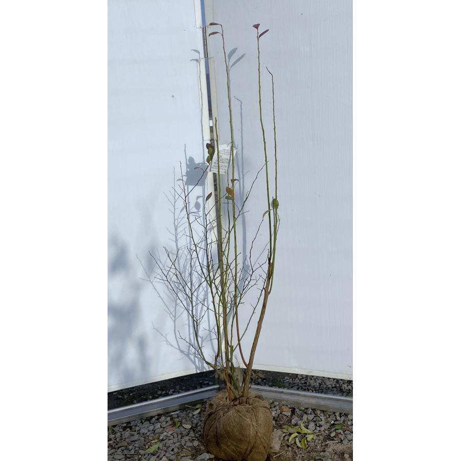 ブルーベリー ミスティ 株立ち 約1.4m 現品発送 植木苗木大苗