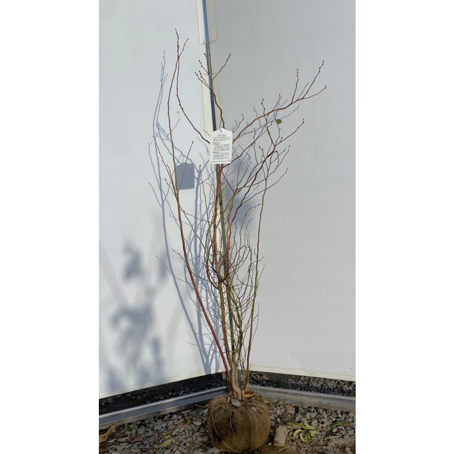 ブルーベリー パウダーブルー 株立ち 約1.5m 現品発送 特大株 植木
