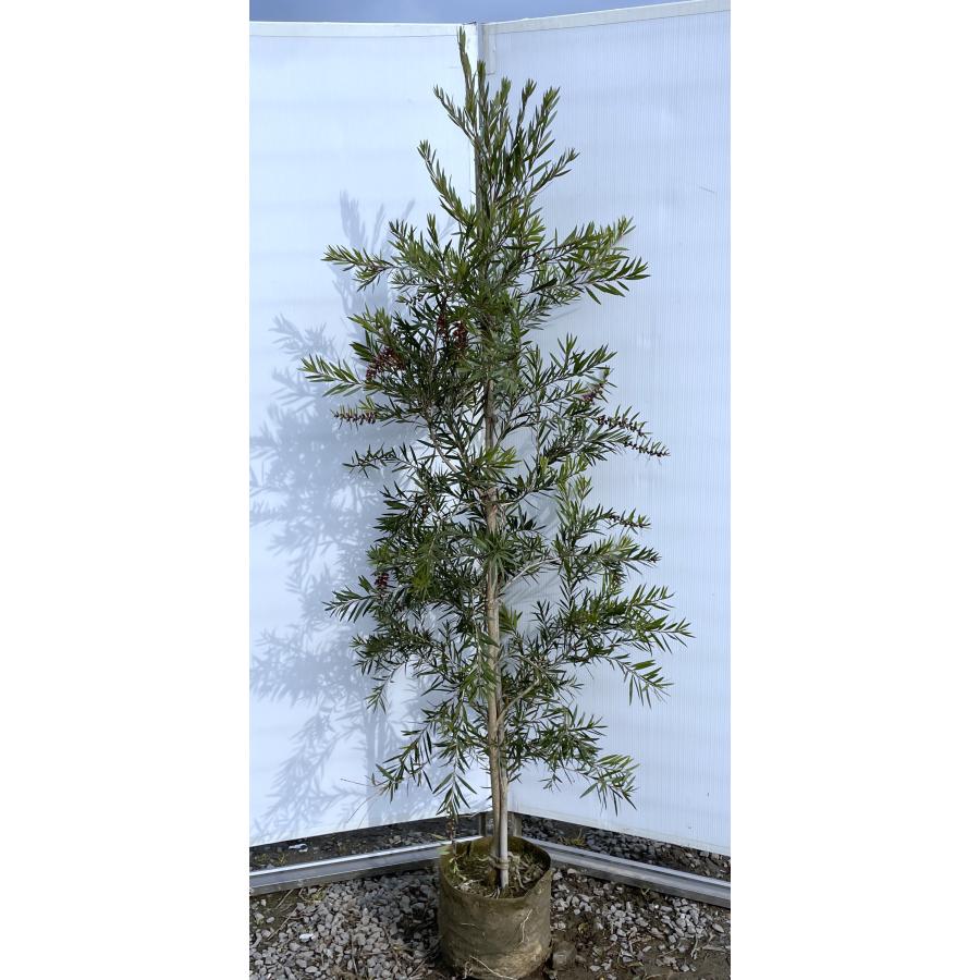 ブラシの木 ドーソンリバー 約1.9m 現品発送 1本株 特大植木苗木