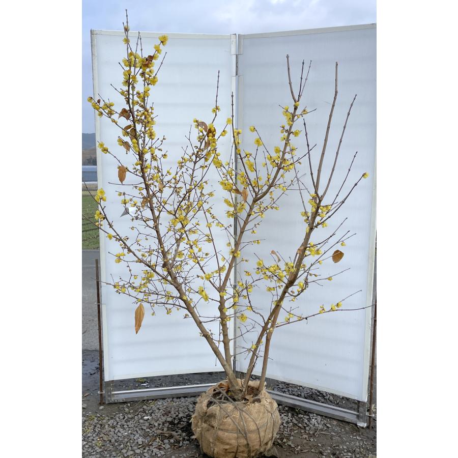 満月ロウバイ 株立ち 約1.8m 現品発送 超特大株 植木苗木大苗 満月ロウバイ 株立ち 約1.8m 現品発送 超特大株 植木苗木大苗